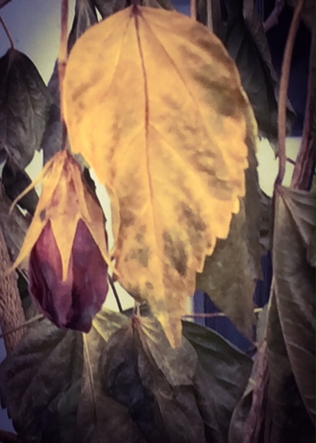 winter-leaf